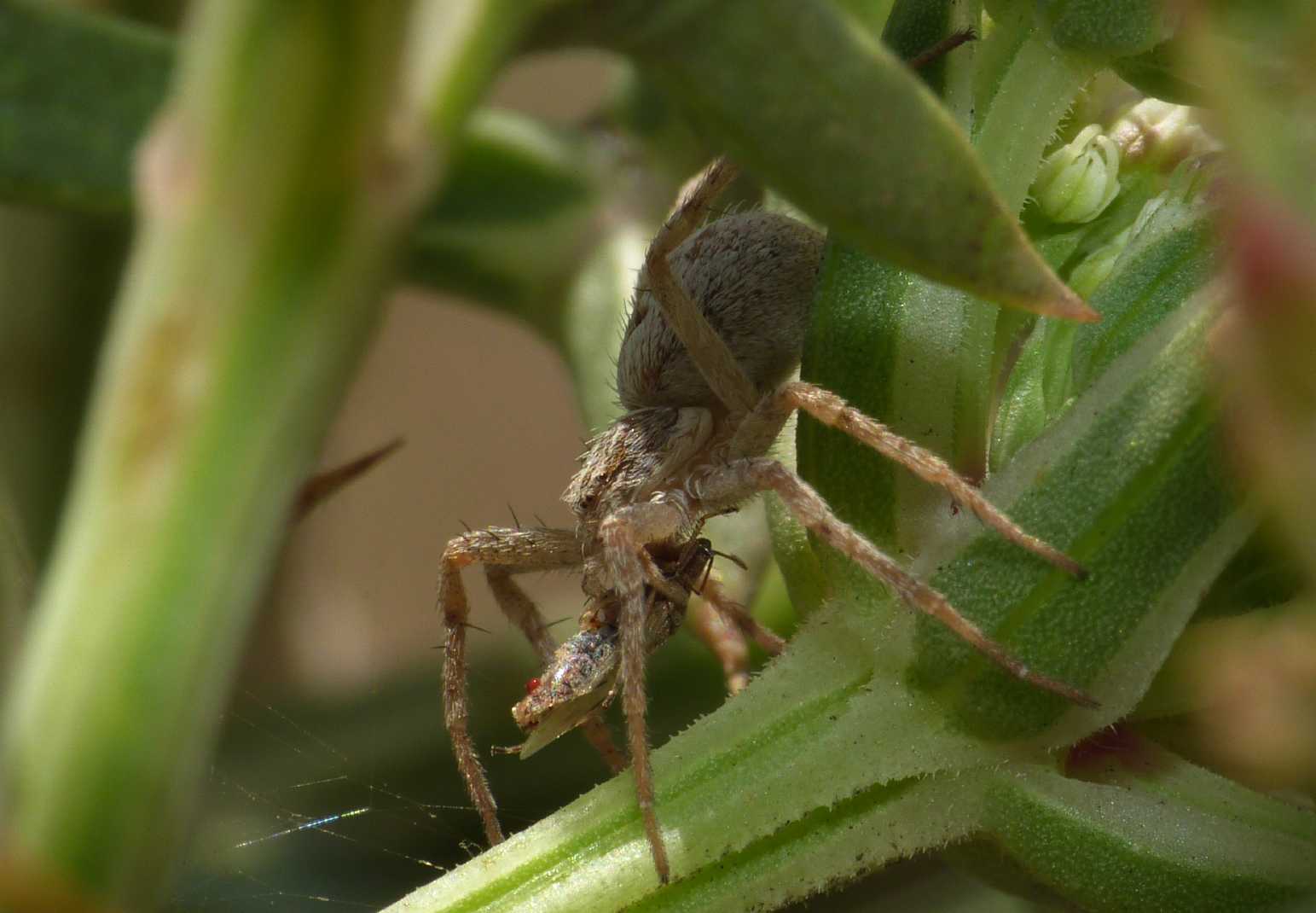 Philodromus? No. Thanatus